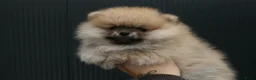 Pomeriaan honden te koop: Pomeranian pup teefje - Advertentie 1
