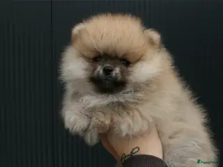 Pomeriaan honden Pomeranian pup teefje - Advertentie 2