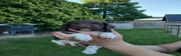 Heidewachtel honden te koop: Heidewachtel pups, nog 1 reutje beschikbaar  - Advertentie 5