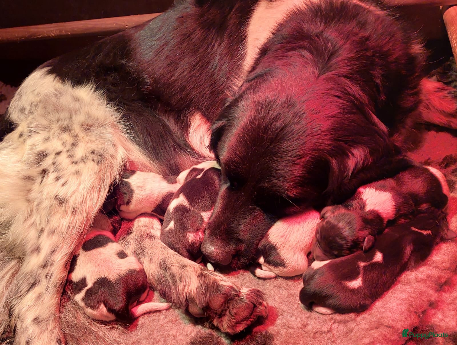 Friese Stabij honden Prachtige Friese Stabij pups te koop met stamboom - Advertentie 1
