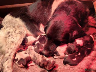 Friese Stabij honden Prachtige Friese Stabij pups te koop met stamboom - Advertentie 1