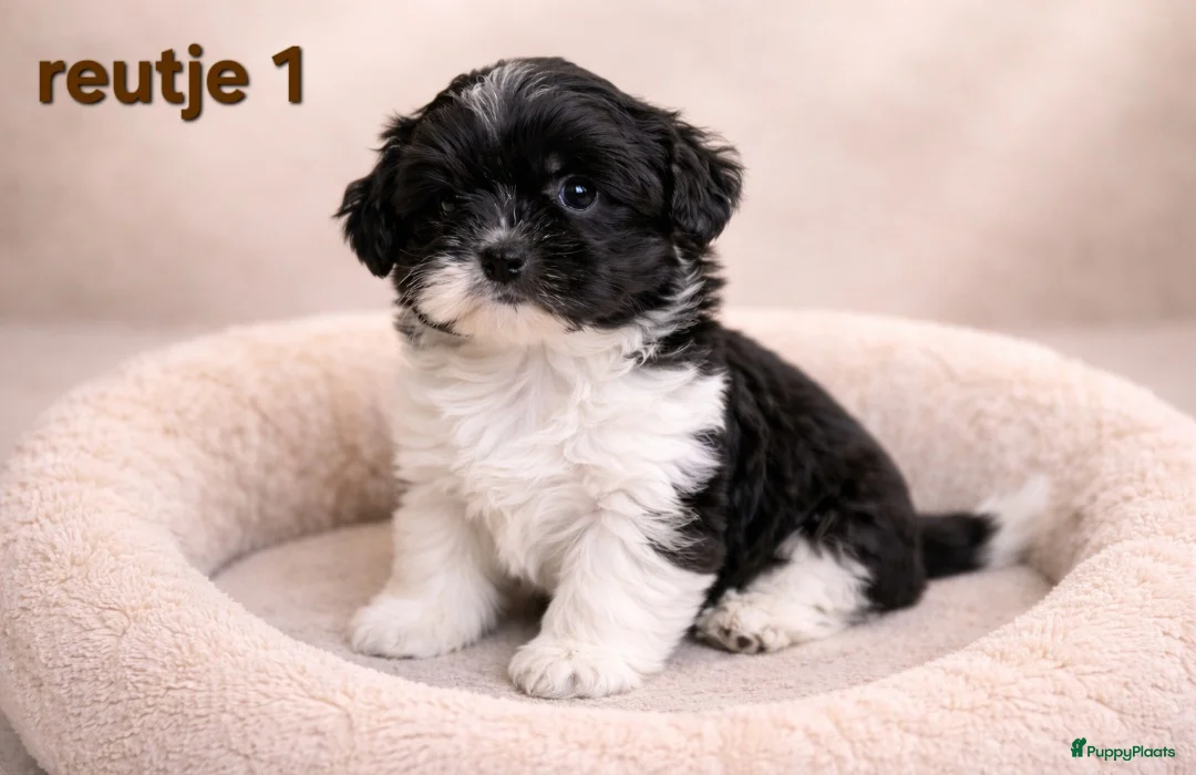 Kruising honden te koop: Mooie gezonde boomer pups. Shih tzu maal Maltezer - Advertentie 11