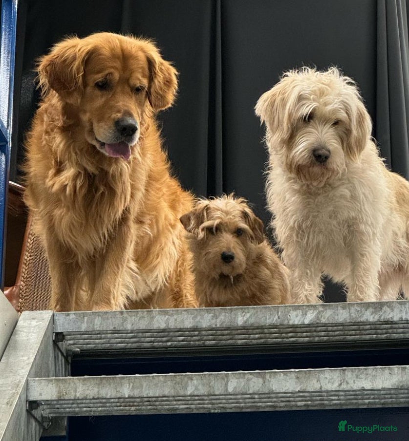 Kruising honden Prachtige Pups echt uit liefde geboren. ❤️🐶 - Advertentie 8