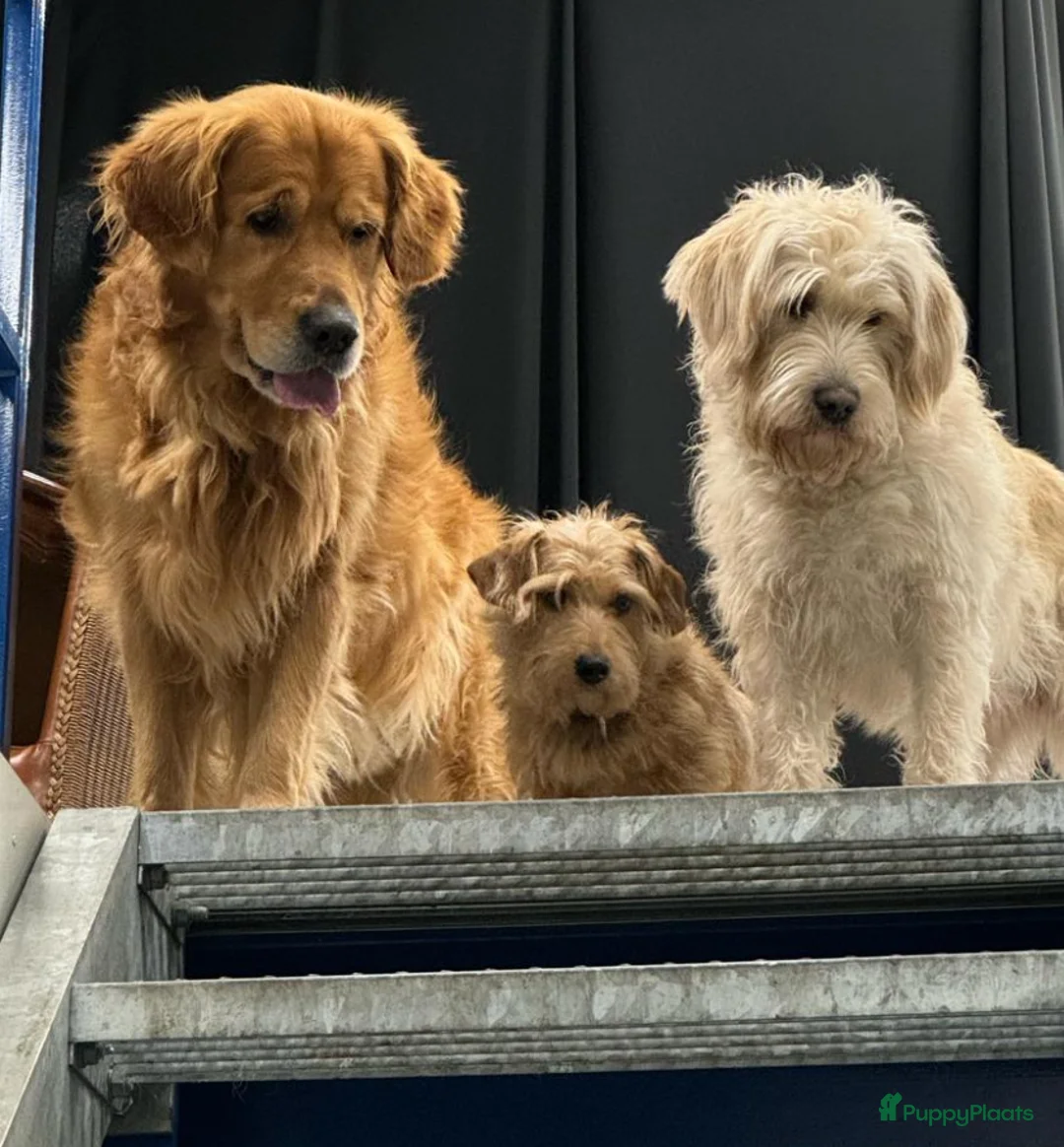 Kruising honden te koop: Prachtige Pups echt uit liefde geboren. ❤️🐶 - Advertentie 1