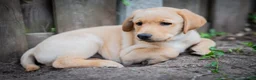 Kruising honden te koop: Labrador x Australian Shepherd pups te koop - Advertentie 3