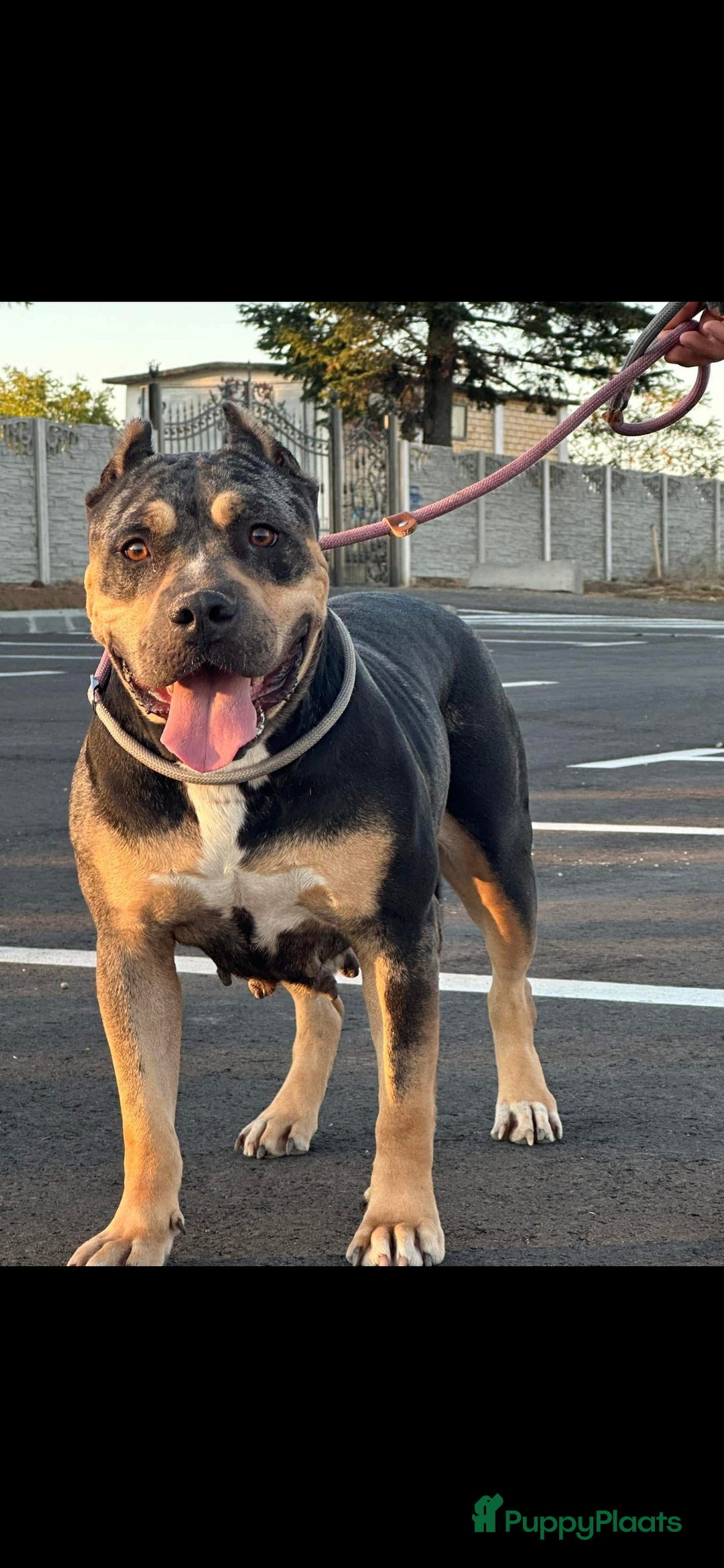 Amerikaanse Bully honden te koop: American Bully Xl ( stamboom zelf regelen)  - Advertentie 12