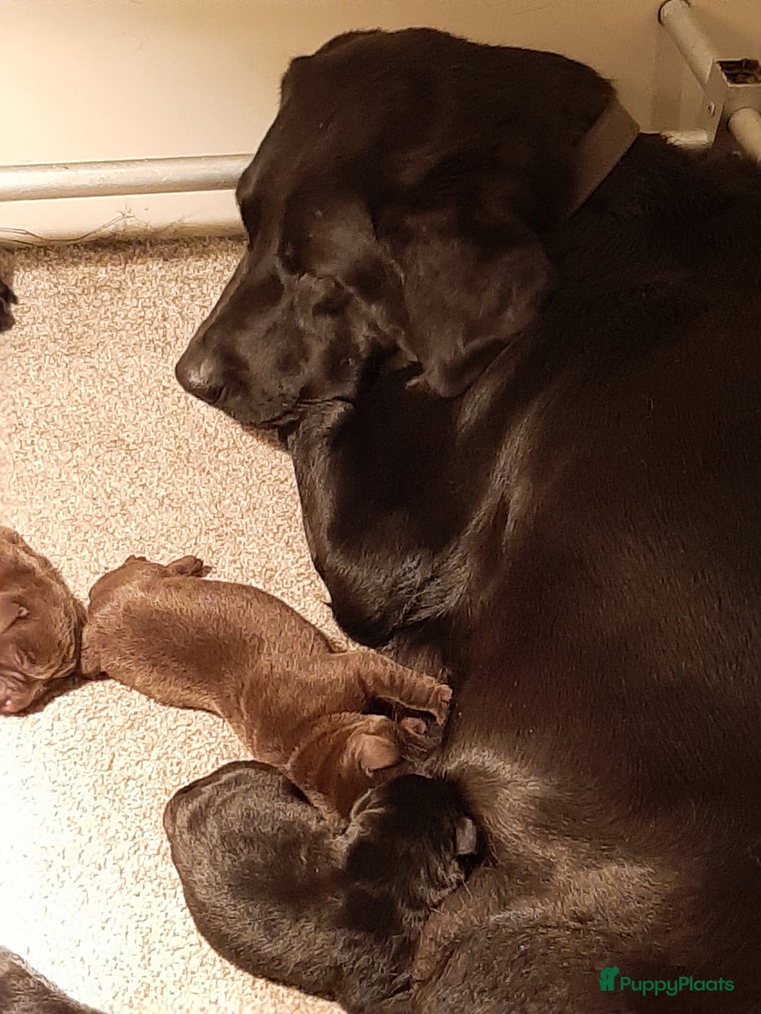 Labrador Retriever honden te koop: Labrador Retriever pups met stamboom - Advertentie 20