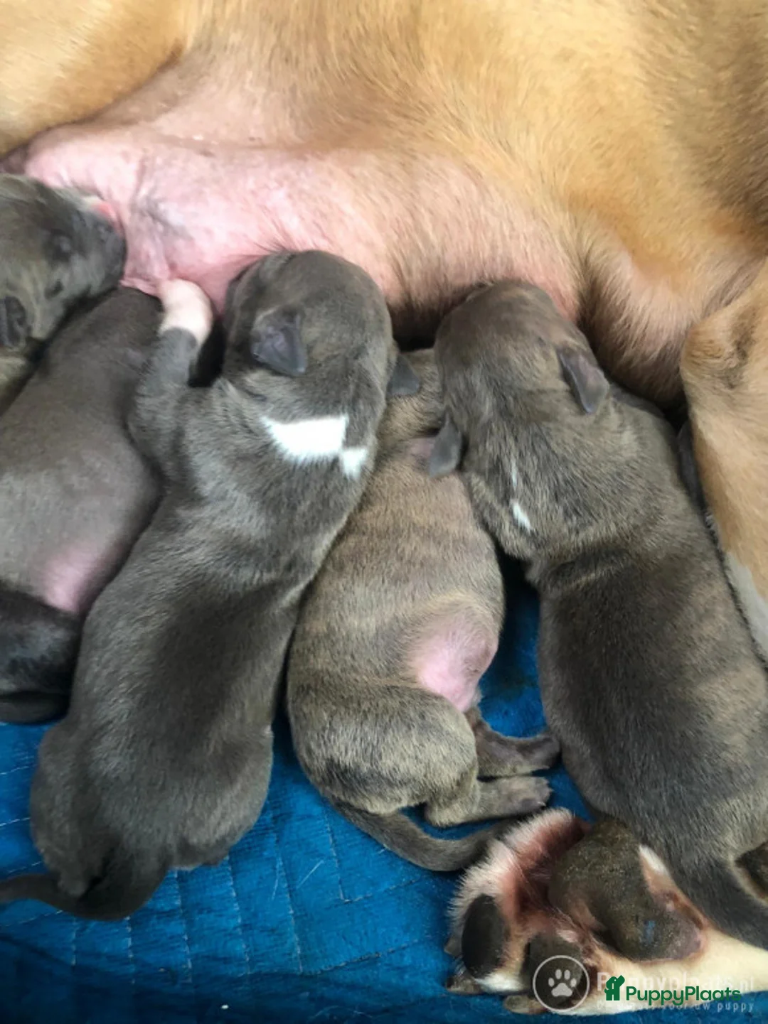 American Staffordshire Terriër honden ter dekking: Dekreu Amstaff (40KG) in Breda - Advertentie 10