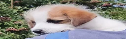 Jack Russel Terriër honden te koop: Jack Russell terriër pups met Stamboom - Advertentie 3