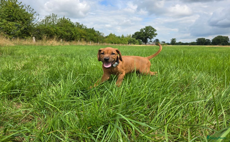 Rhodesian Ridgeback honden in Wierden - Advertentie 3