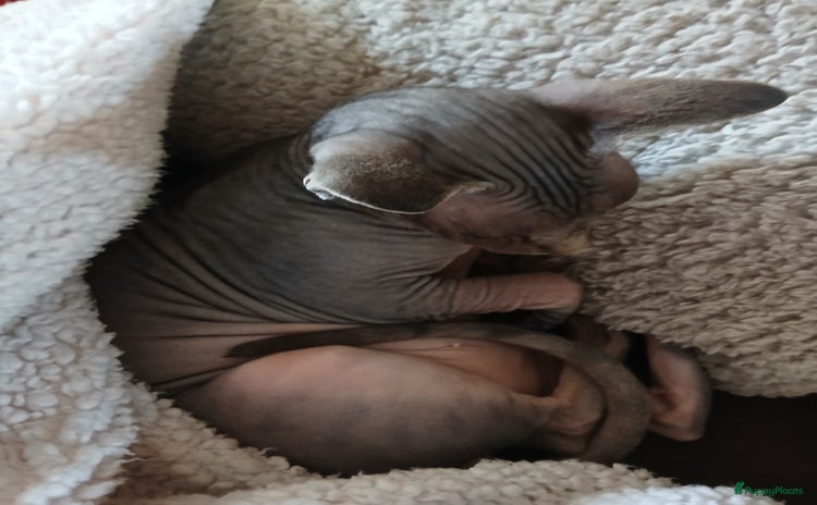 Overig honden Sphynx kat Shilha zoekt een huisje  - Advertentie 13