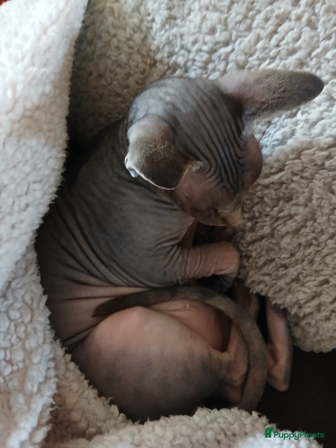 Overig honden te koop: Sphynx kat Shilha zoekt een huisje  - Advertentie 1