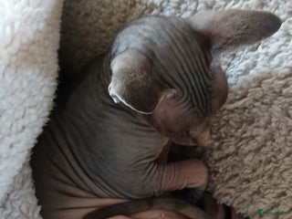 Overig honden Sphynx kat Shilha zoekt een huisje - Advertentie 2