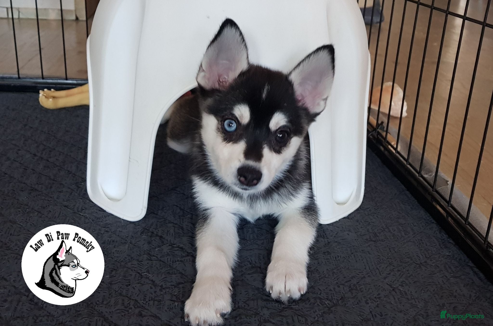 Pomsky honden Pomsky puppy’s F4+, 100% Amerikaanse bloedlijn - Advertentie 1