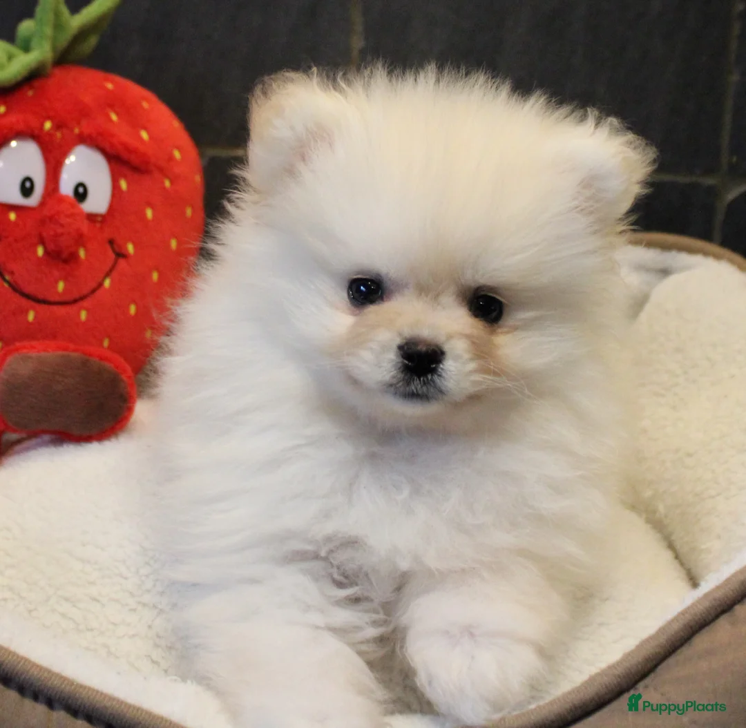 Pomeriaan honden te koop: Pomeriaan pups - Advertentie 14