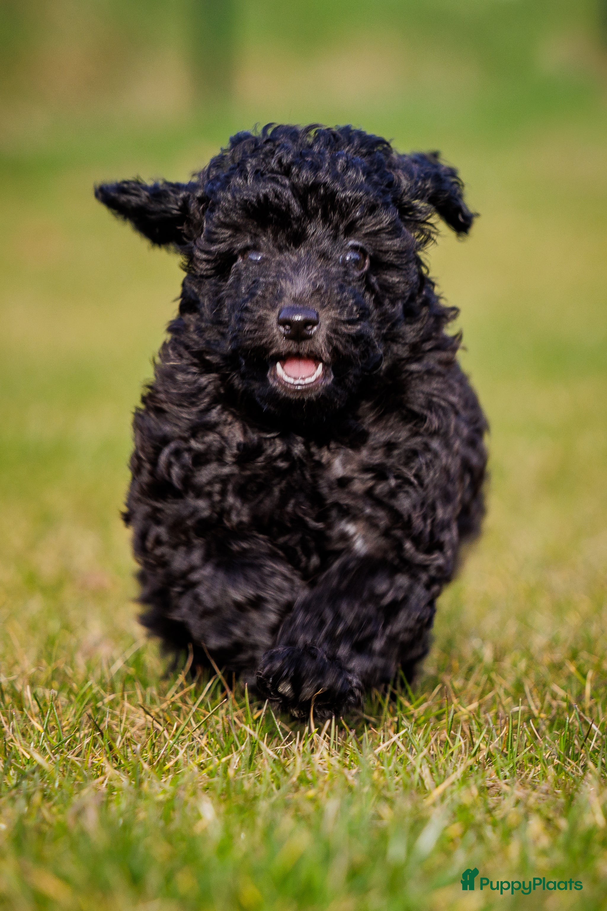 Dwergpoedel honden Kleine dwergpoedels - Advertentie 2