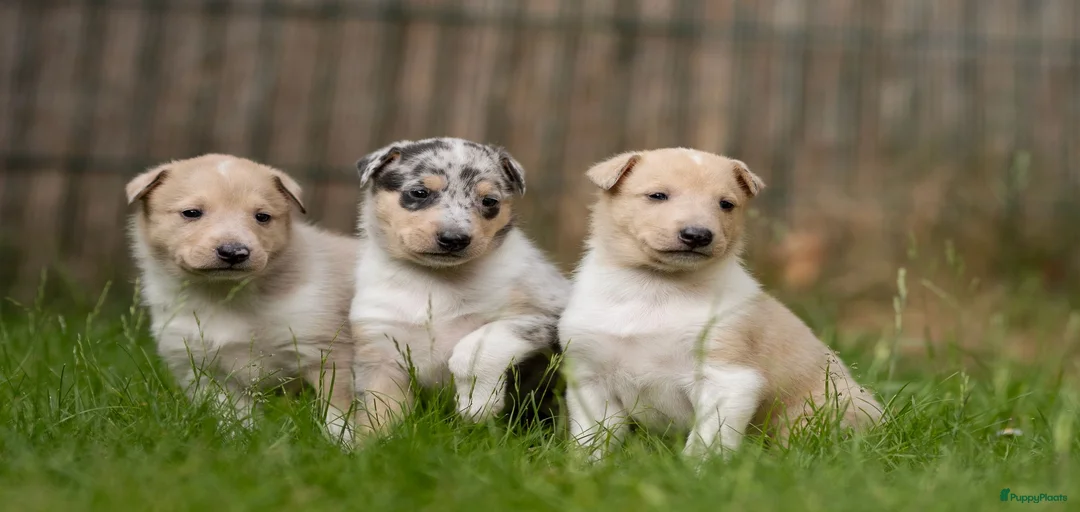 Galerij afbeelding {{count}}