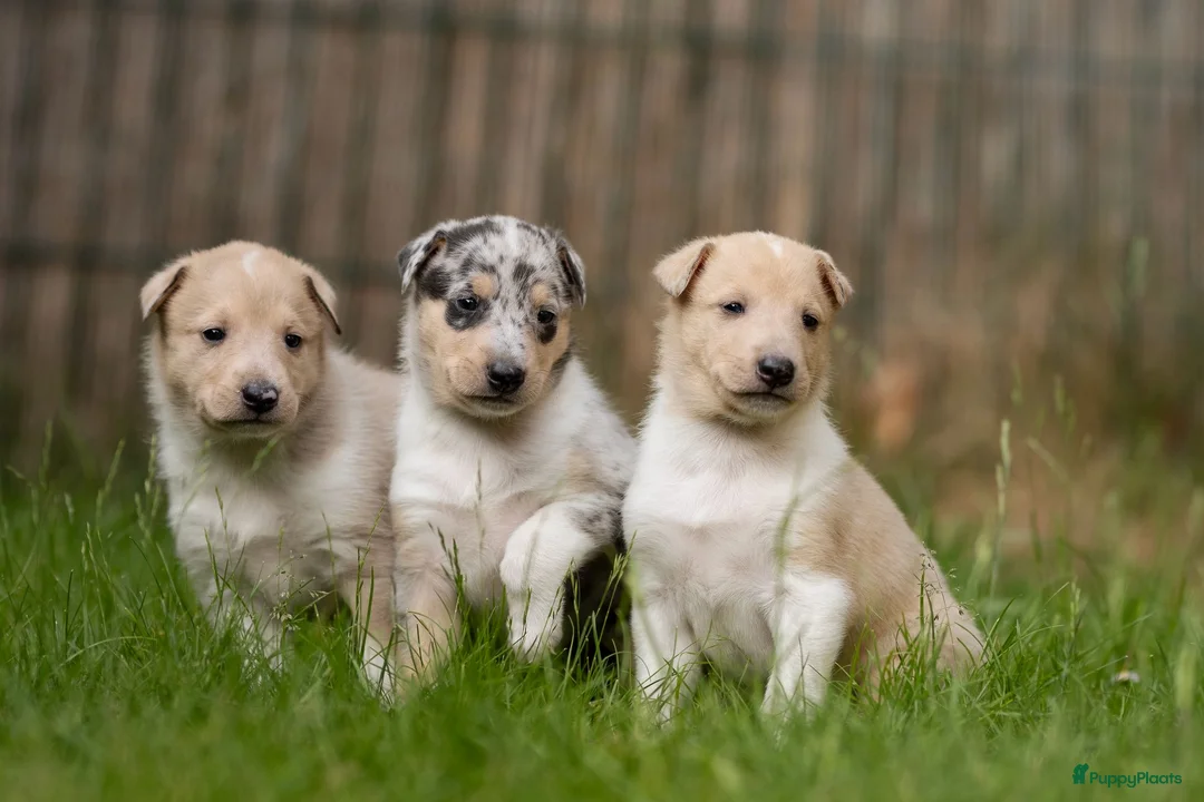 Galerij afbeelding {{count}}