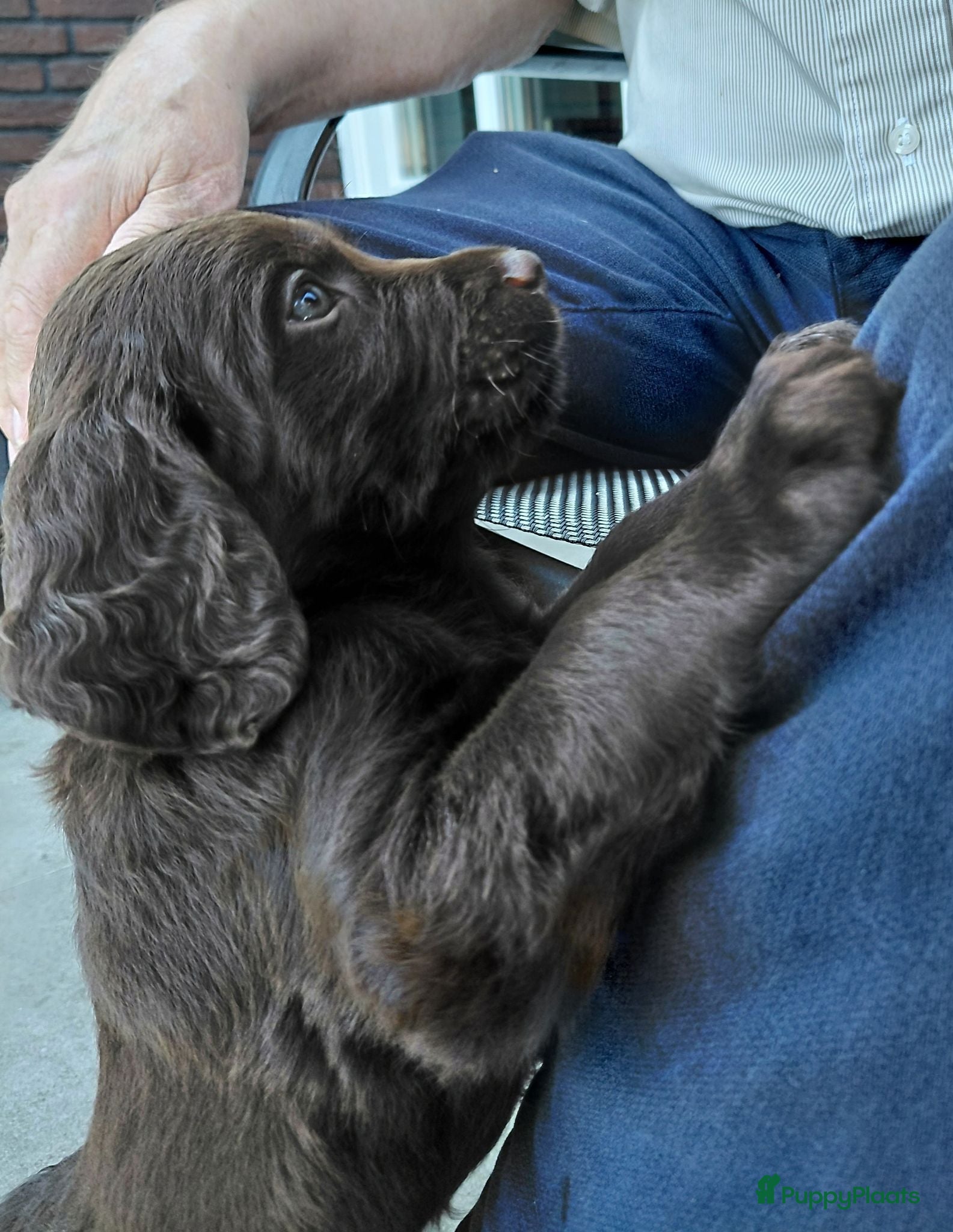 Duitse Staande Hond Langhaar honden Duitse Staande Langhaar 2 reutjes beschikbaar  - Advertentie 2