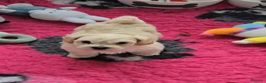 Maltipoo 3