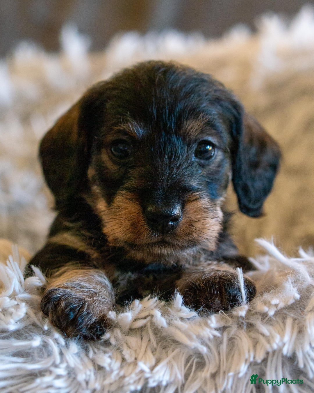 Galerij afbeelding {{count}}