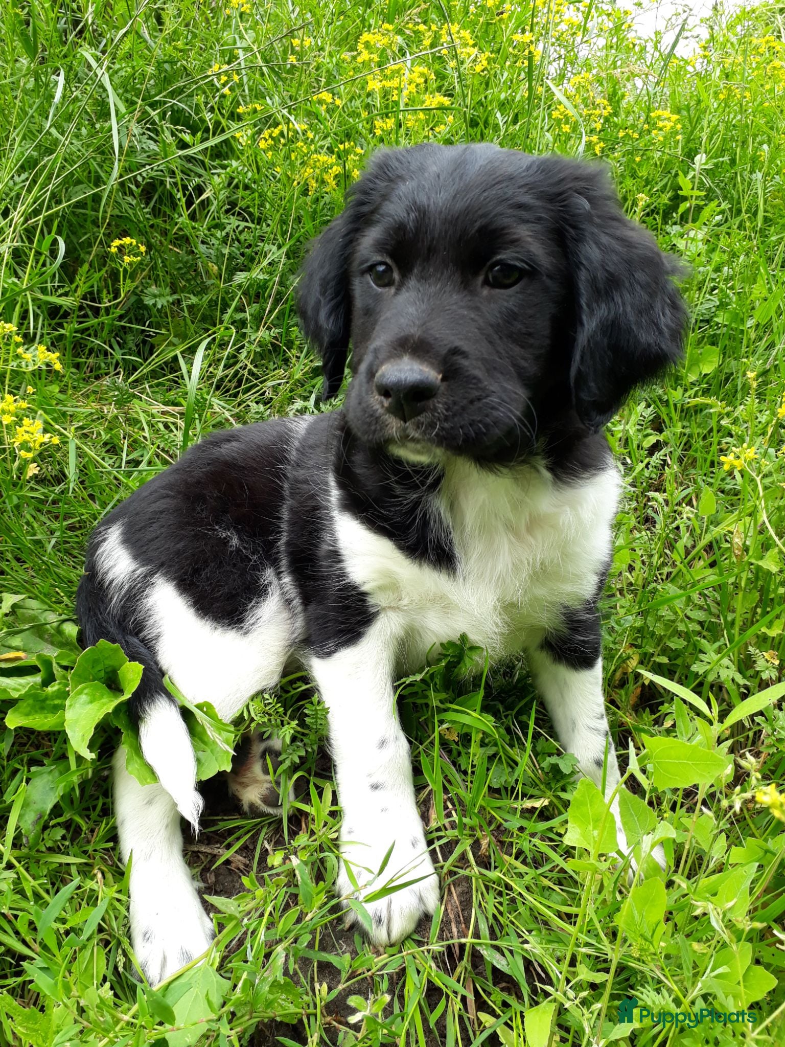 Friese Stabij honden Ras zuivere Friese Stabij pups - Advertentie 1