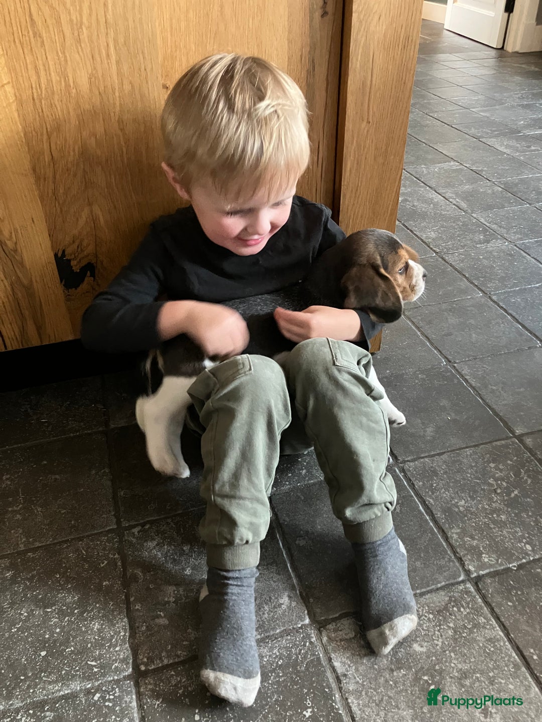 Beagle honden te koop: Beagle pups - Advertentie 20