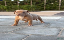 Amerikaanse Bully honden te koop: American bully XL pups bossy kennels bloedlijn! - Afbeelding 2