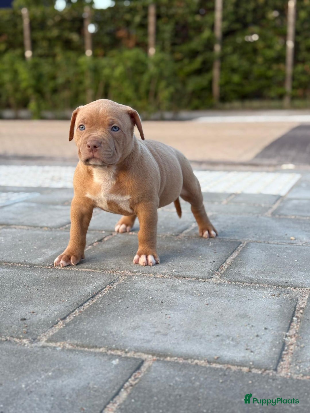 Amerikaanse Bully honden te koop: American bully XL pups bossy kennels bloedlijn! - Afbeelding 2
