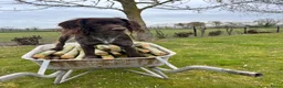 Kruising honden te koop: Prachtige pups Heidewachtel/ Australian Shepperd - Advertentie 2