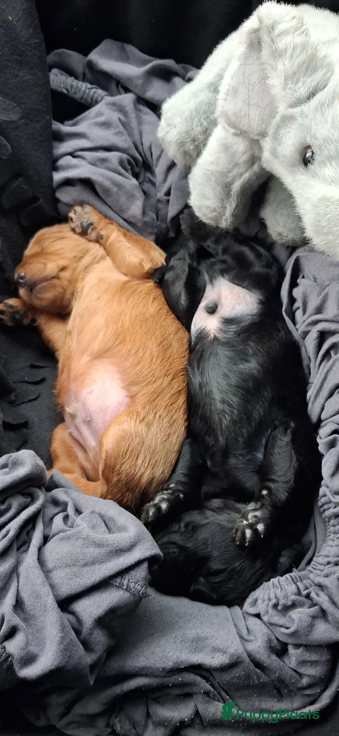 Labradoodle honden te koop: 2 labradoodles puppy - Advertentie 1