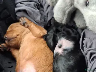 Labradoodle honden 2 labradoodles puppy - Advertentie 1