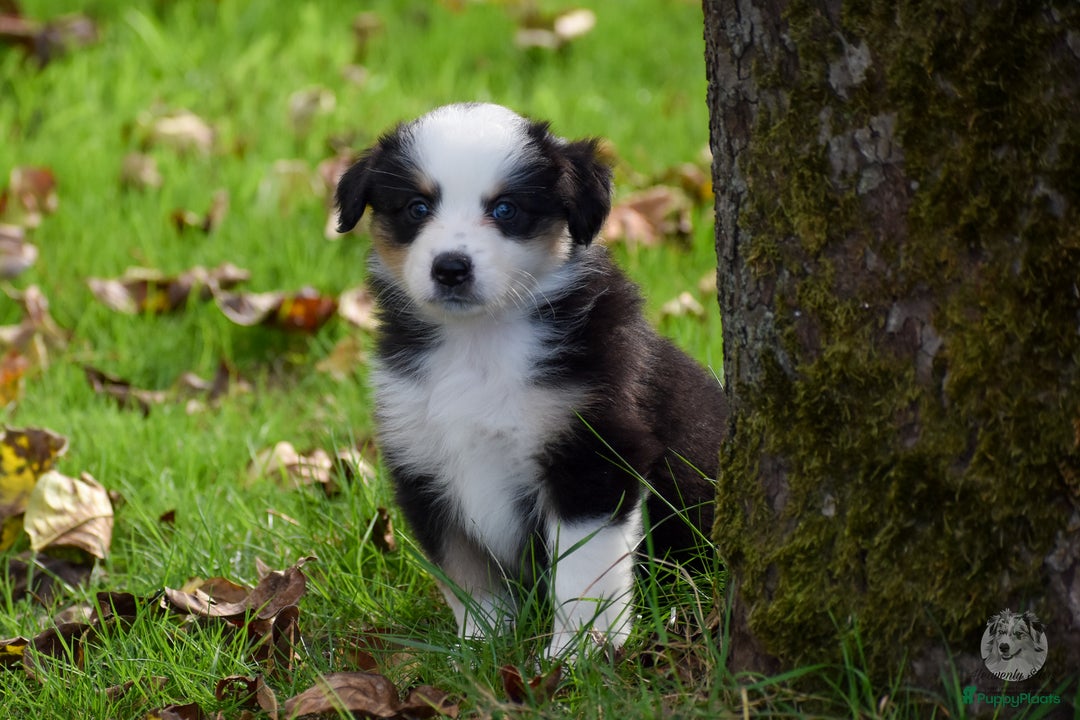 Australian Shepherd honden te koop: Miniature American Shepherd / Mini Aussie  - Advertentie 8