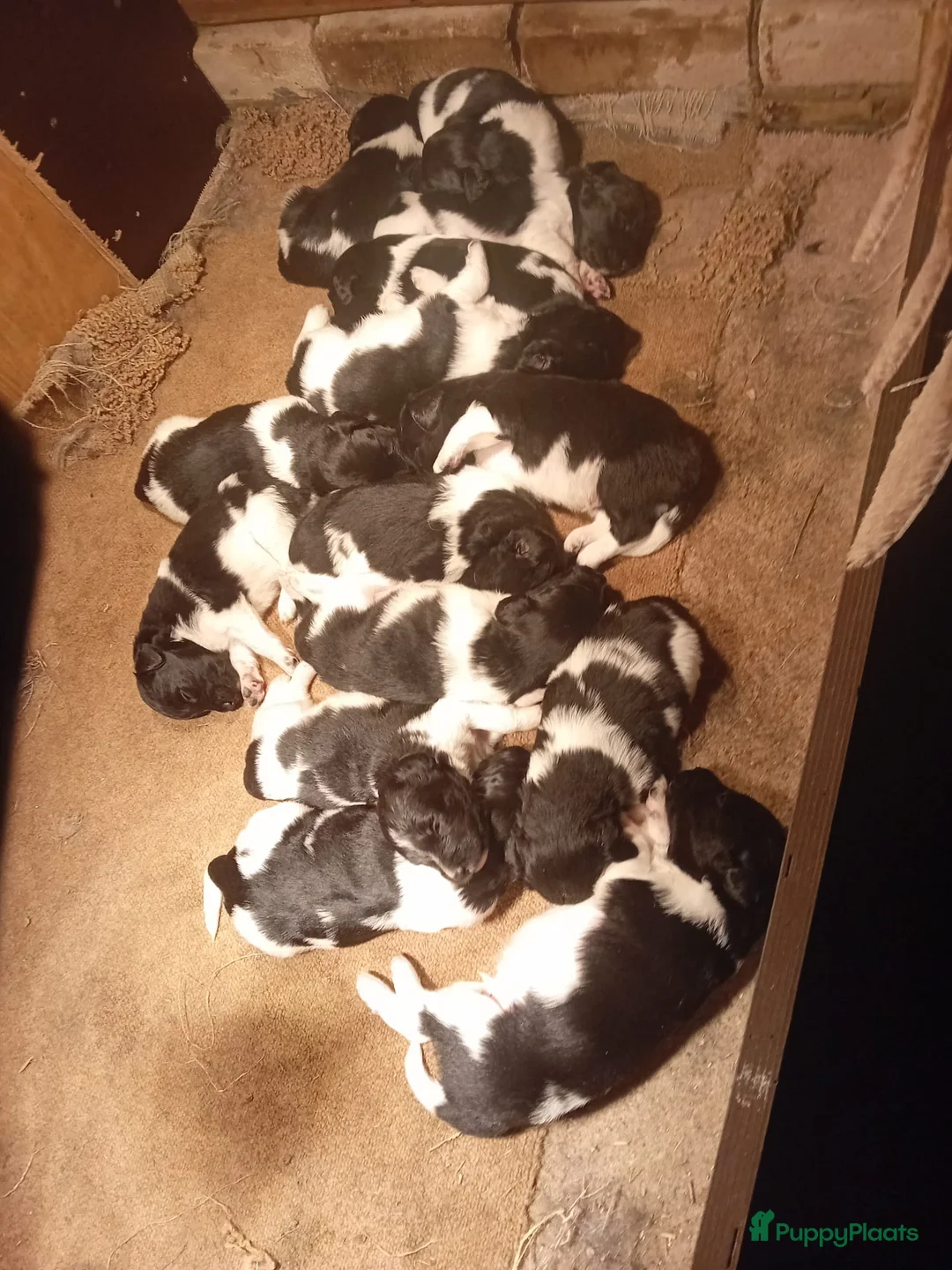 Friese Stabij honden te koop: Mooie Friese Stabij pups - Advertentie 2