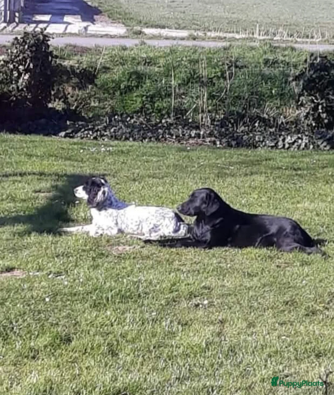 Engelse Springer Spaniel honden te koop: Engelse Springer Spaniel pups met stamboom - Advertentie 12