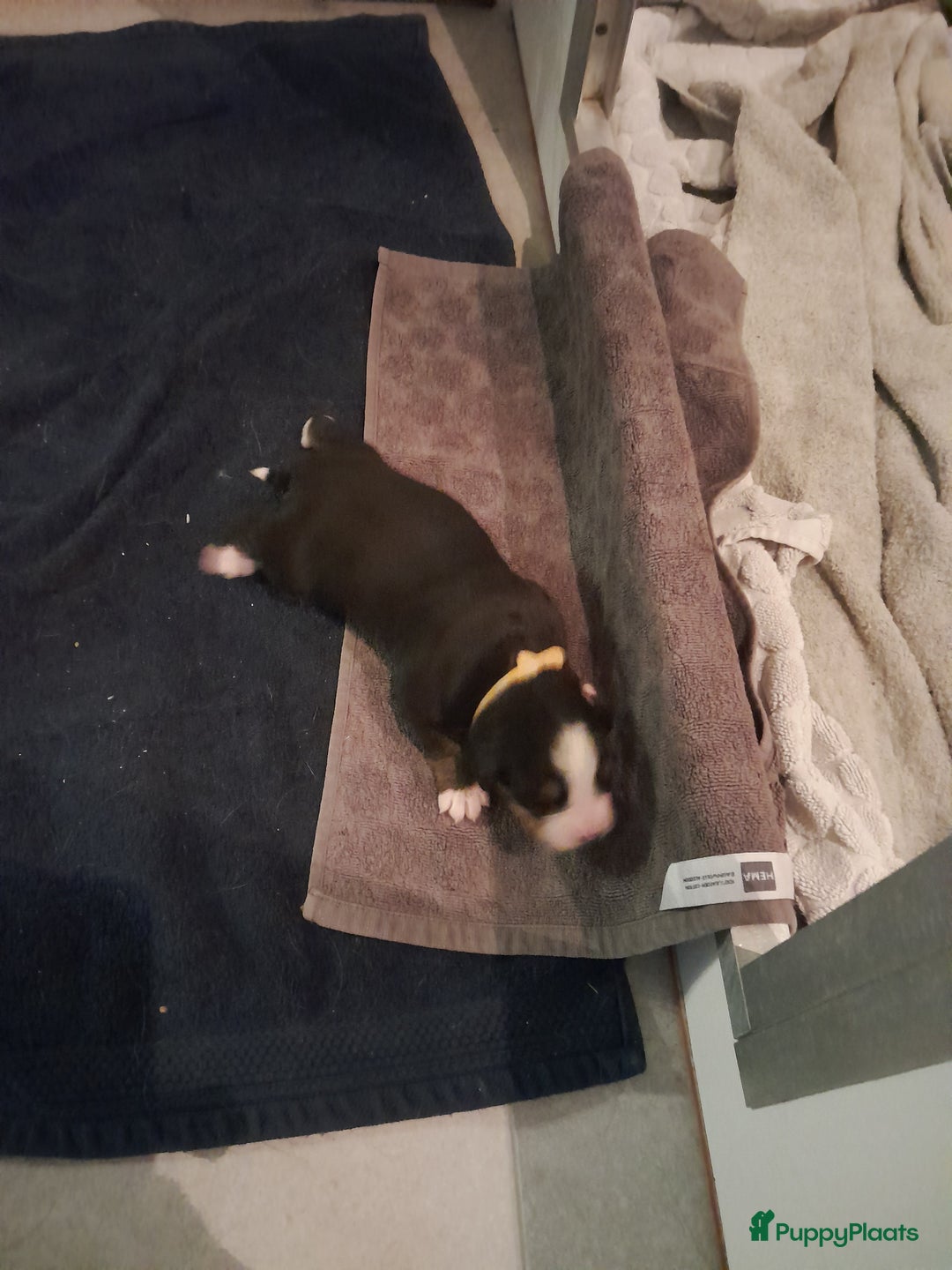 Berner Sennenhond honden te koop: Pups te koop - Advertentie 1