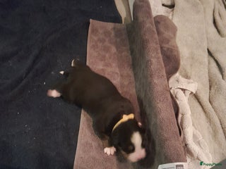 Berner Sennenhond honden Pups te koop - Advertentie 4