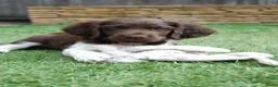 Heidewachtel honden te koop: Prachtige Heidewachtel puppy's aangeboden - Advertentie 8