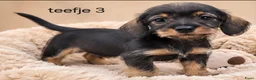 Ruwhaar Teckel honden te koop: Super mooie kaninchen ruw haar teckel pups - Advertentie 6