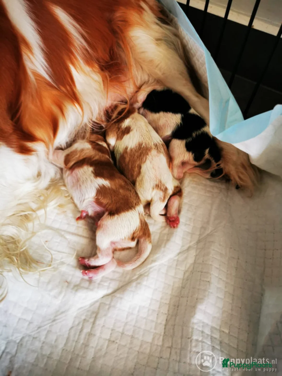 Cavalier King Charles Spaniel honden ter dekking: cavalierkingcharles spaniel dekreu messi in Mierlo - Advertentie 5