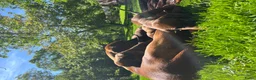 Rhodesian Ridgeback honden te koop: Rhodesian Ridgeback pups  in Abcoude - Advertentie 4