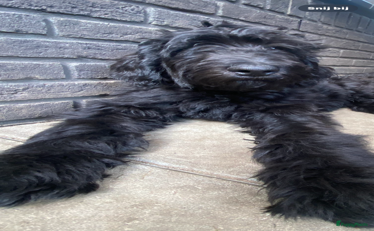 Labradoodle honden - Advertentie 7
