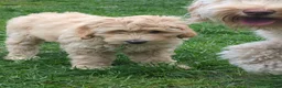 Australian Labradoodle honden te koop: Aust. Labradoodle – sociaal&hypoallergeen - Advertentie 19