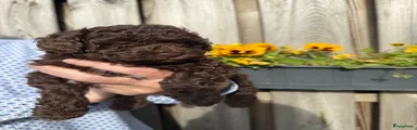 Dwergpoedel 2