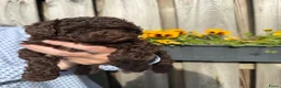 Dwergpoedel honden te koop: Prachtige choco dwergpoedelpups, geteste ouders! - Advertentie 5