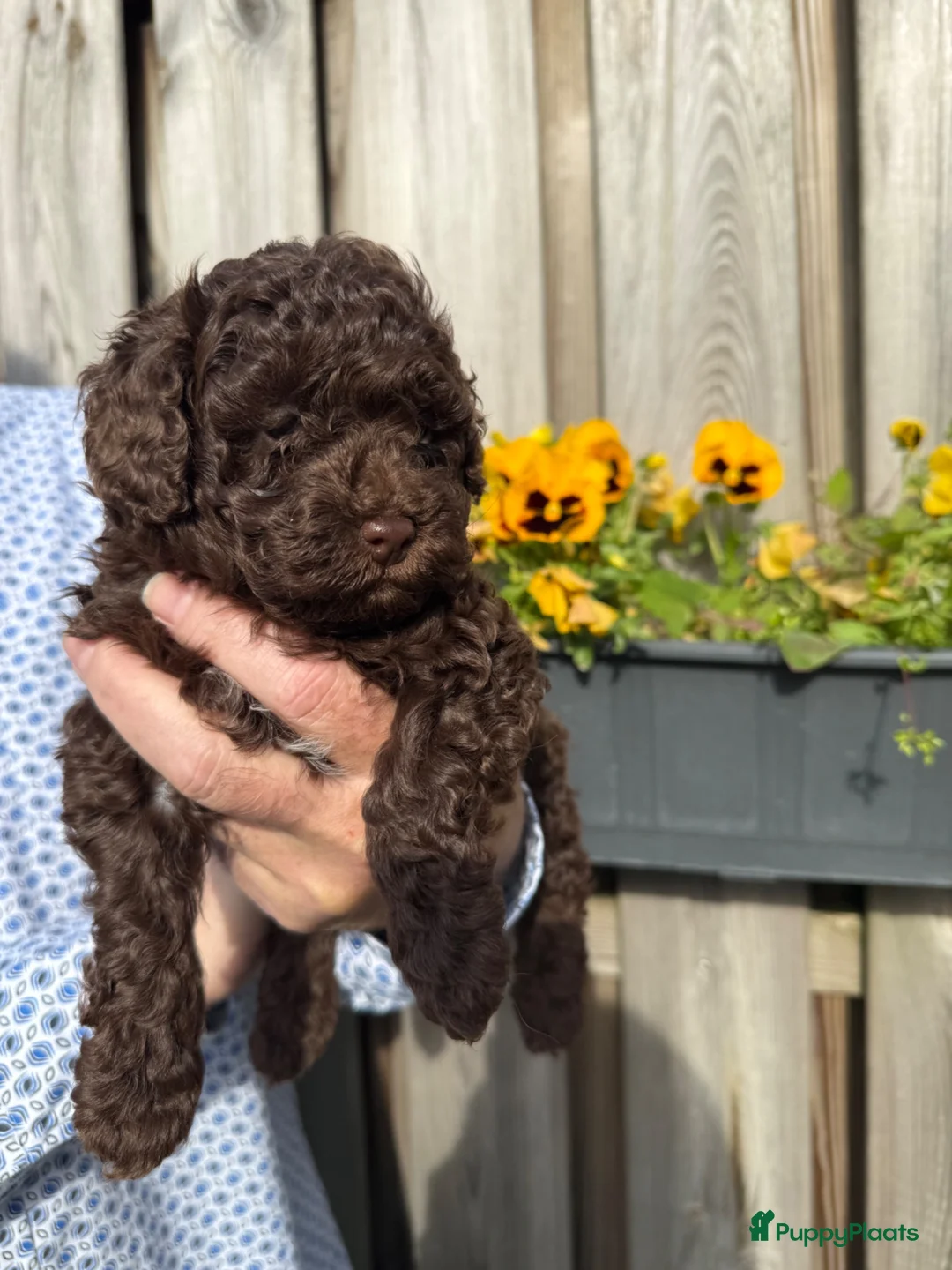 Dwergpoedel honden te koop: Prachtige choco dwergpoedelpups, geteste ouders! - Advertentie 5