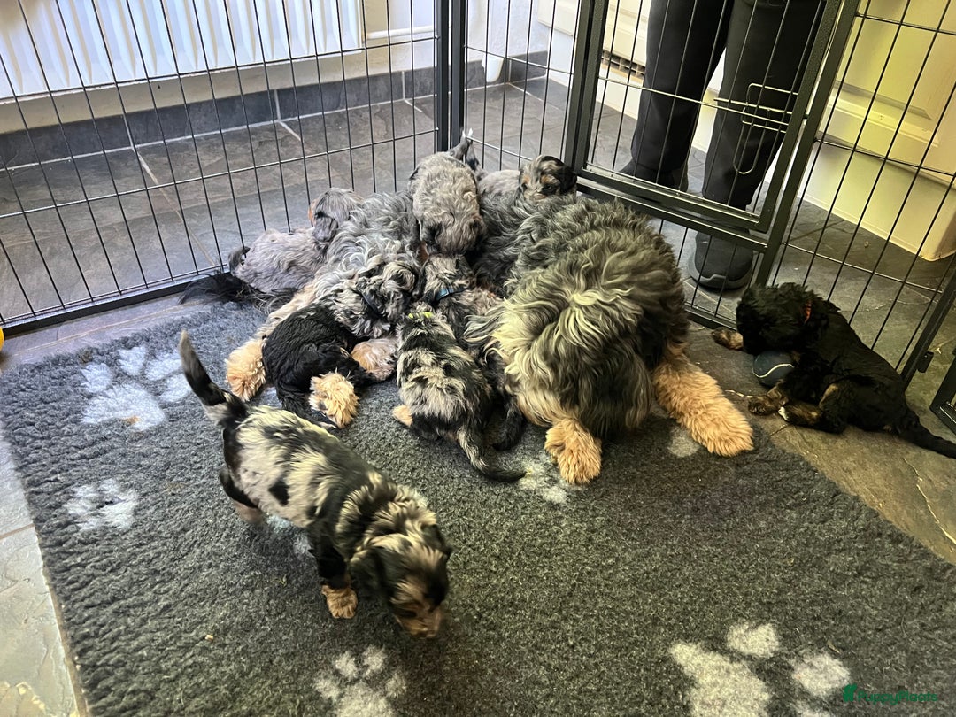 Labradoodle honden te koop: Knuffelhondjes - Afbeelding 13