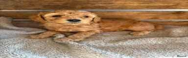 Pup 7