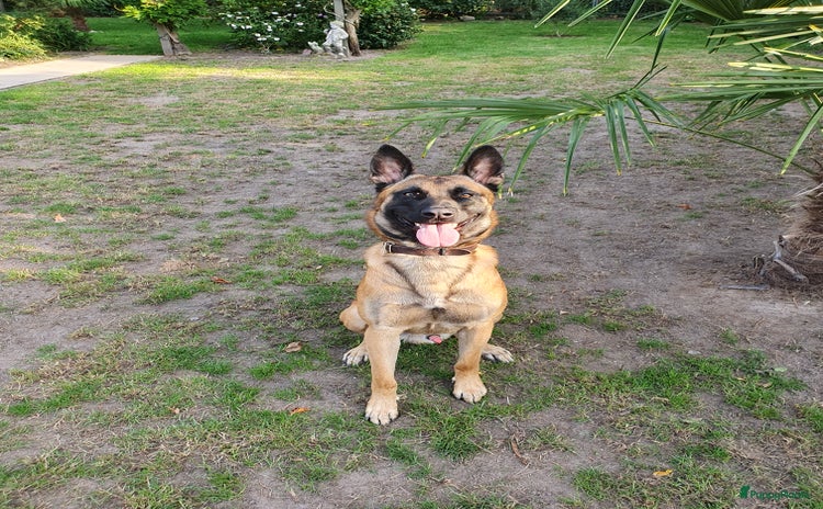 Mechelse Herder honden - Advertentie 2