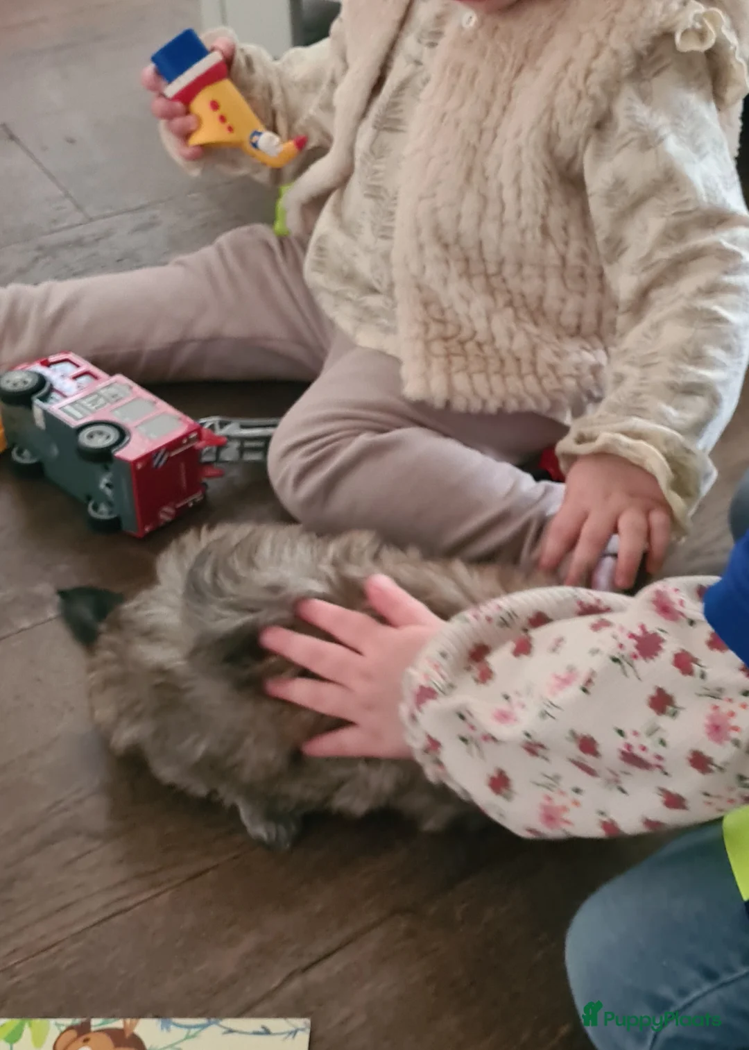 Maltipom honden te koop: Prachtig Lieve,shipom in ons gezin opgegroeid - Advertentie 7